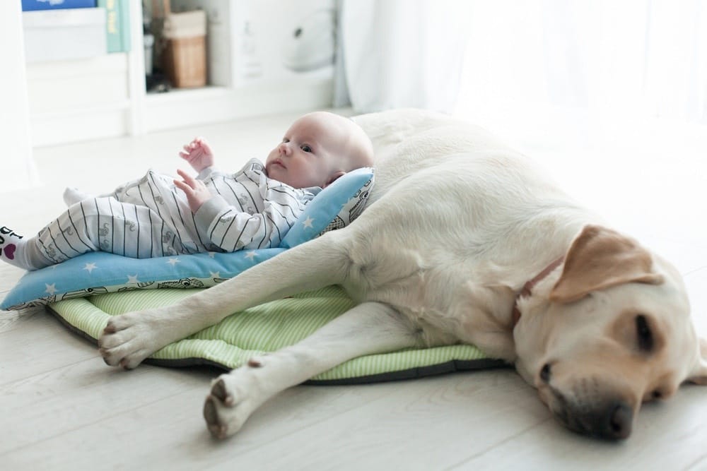 What does it mean for babies to be born in the Year of the Dog?