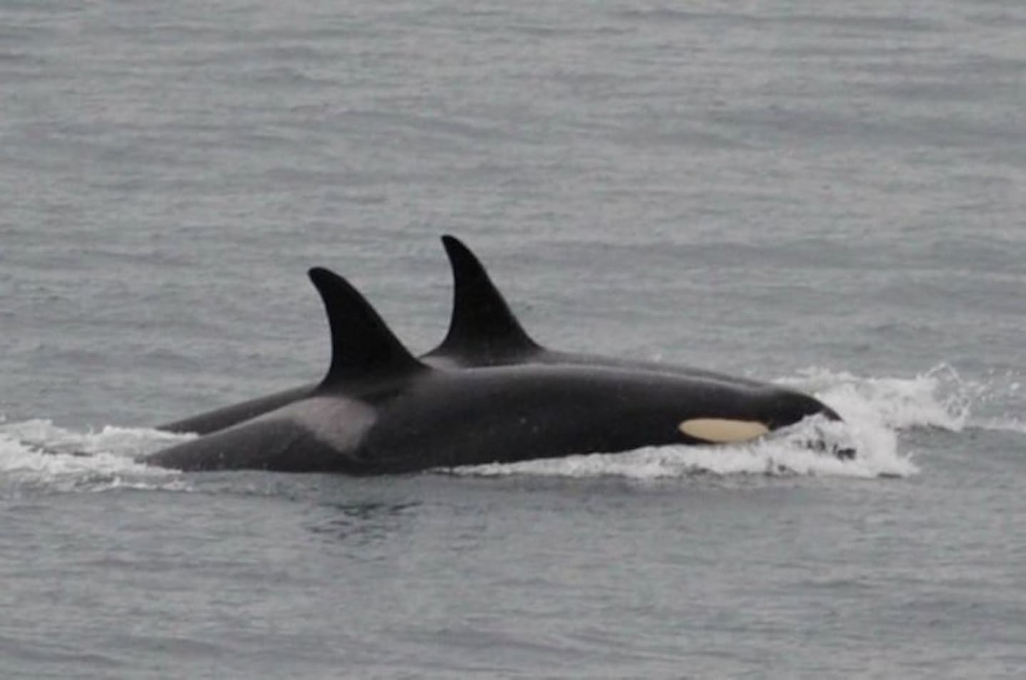Motherly instincts and love aren’t just human, they’re mammalian orca whales