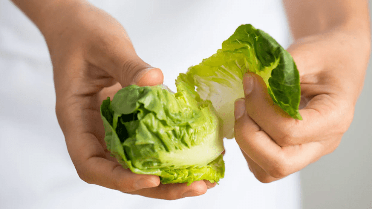 What parents need to know about the romaine lettuce outbreak šØ chef tearing romaine lettuce