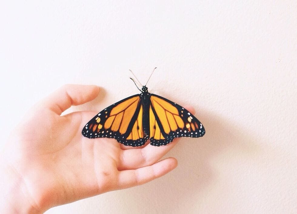 12 easy science experiments that encourage little ones to explore their world butterfly in a child's hand