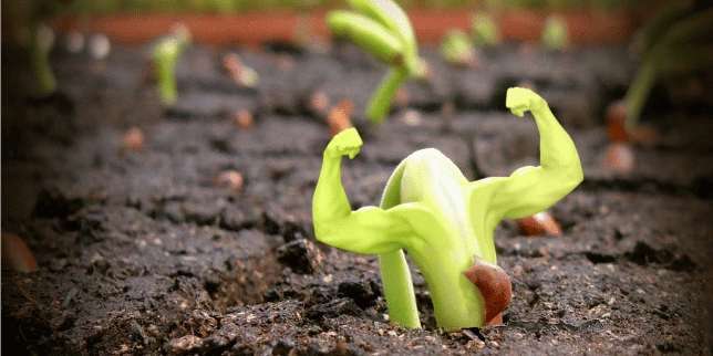 Plant-based Proteins for Pregnancy