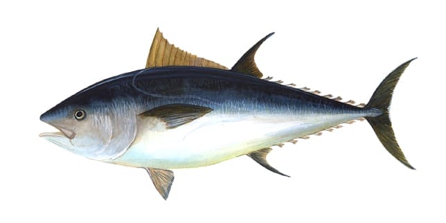 Wait, is Tuna During Pregnancy OK Now?