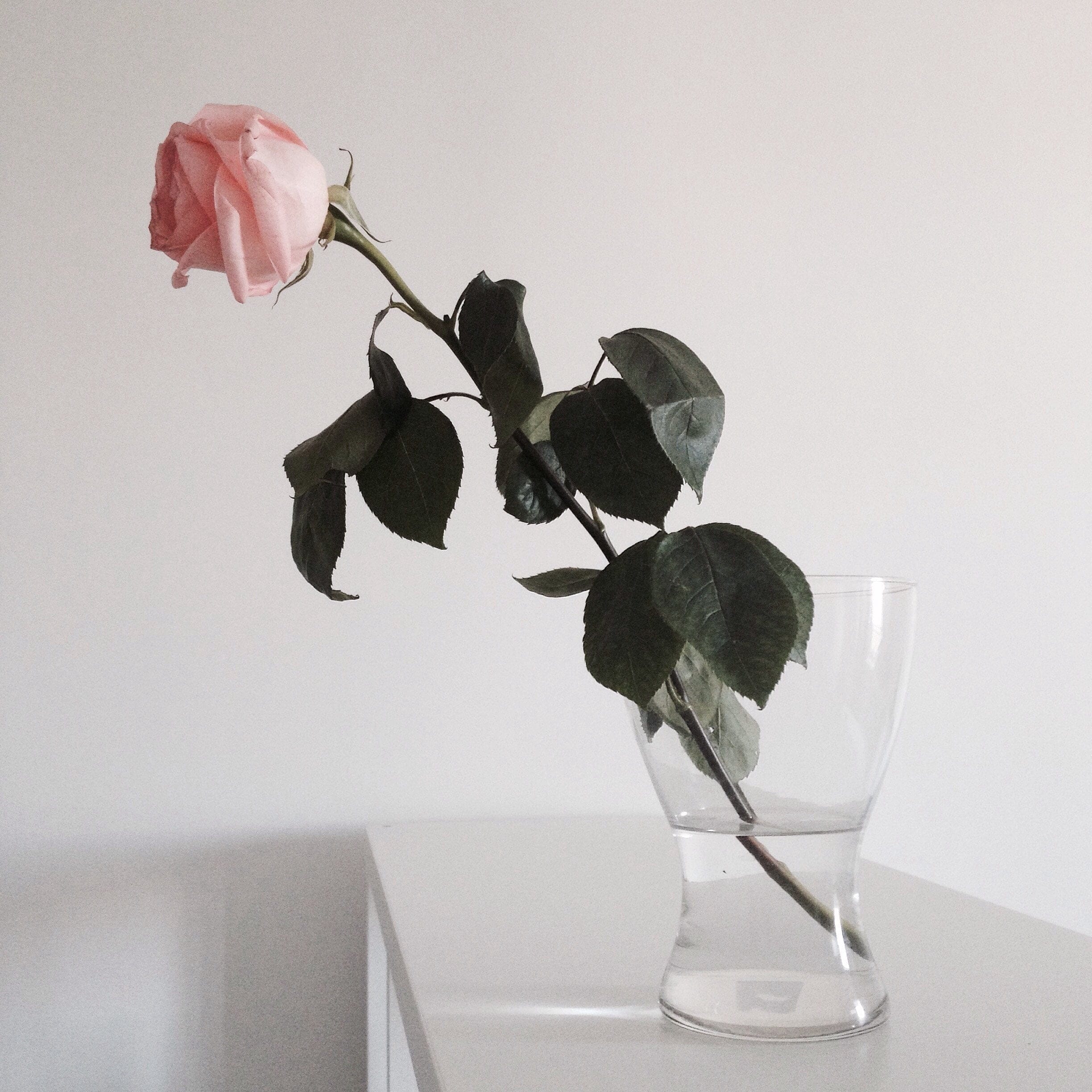 rose