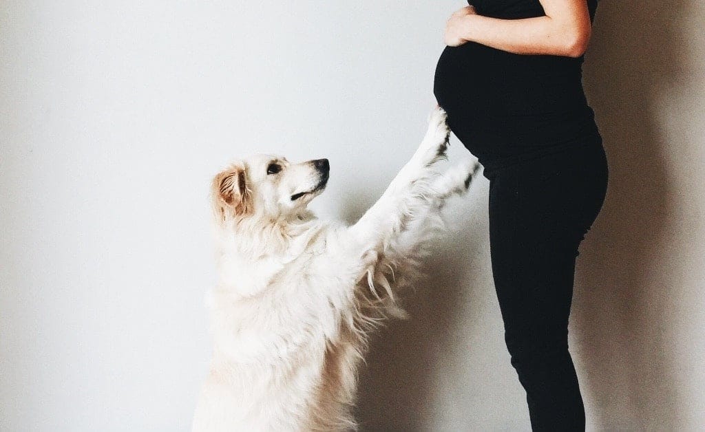 Benefits of pets for kids actually start during pregnancy, study finds dog touching moms pregnant belly - benefits of pets for kids