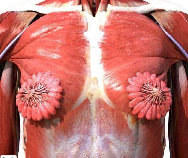 This image depicting human milk ducts went viral—but for the wrong reasons