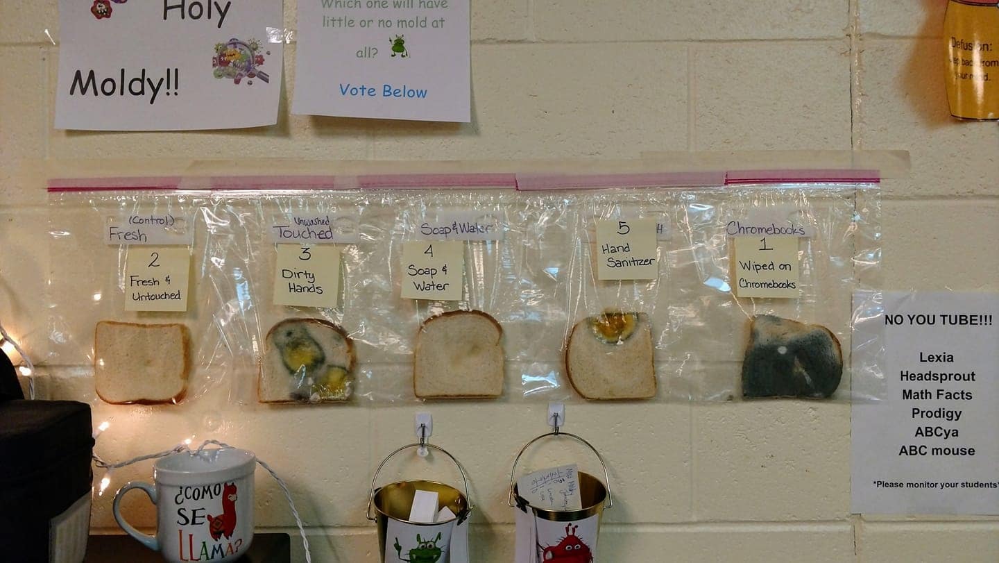 This teacher’s eye-opening lesson about handwashing is so important during coronavirus season pieces of bread with different layers of mold