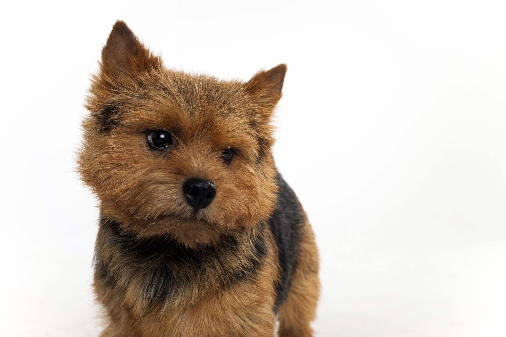 Animal Planet has 94 hours of puppy + kitten content right now