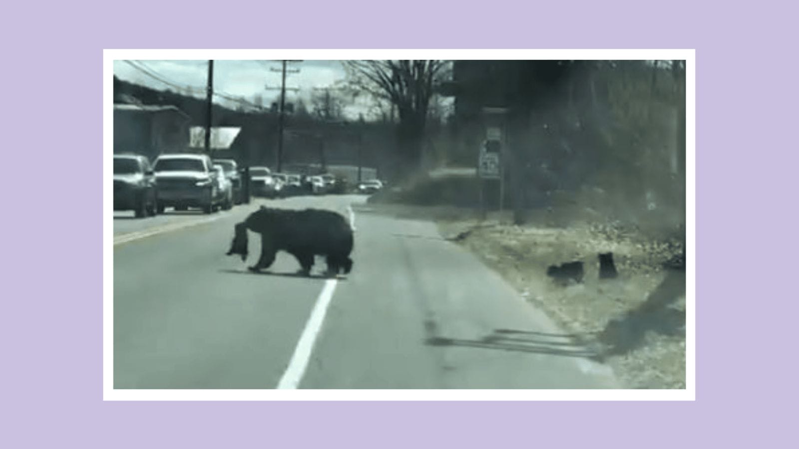 Moms everywhere are relating to this mama bear’s struggle to cross the road with her cubs