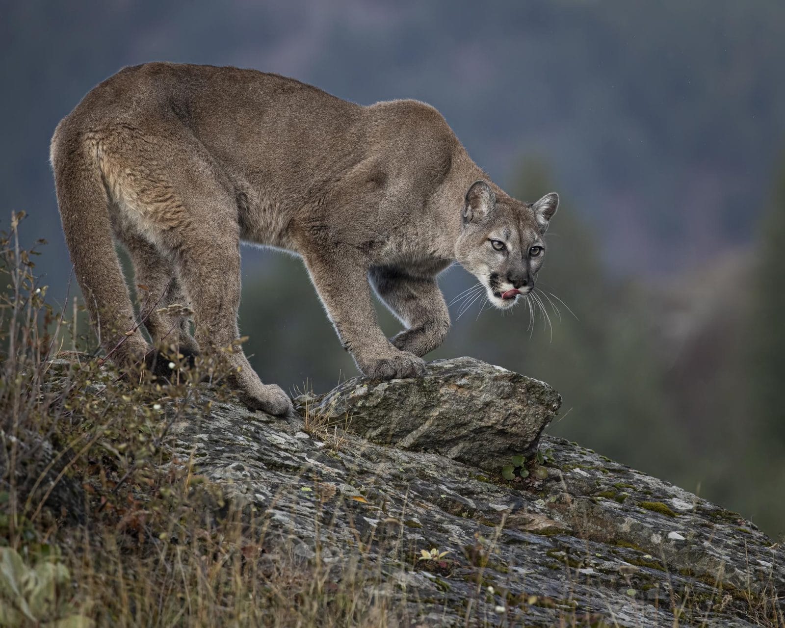 Mom fights off mountain lion with her bare hands to save her son from vicious attack