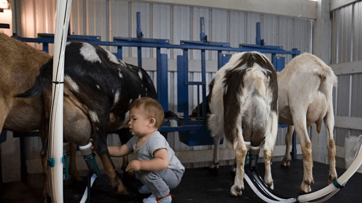Chores are a huge part of our parenting philosophy little boy milking goats