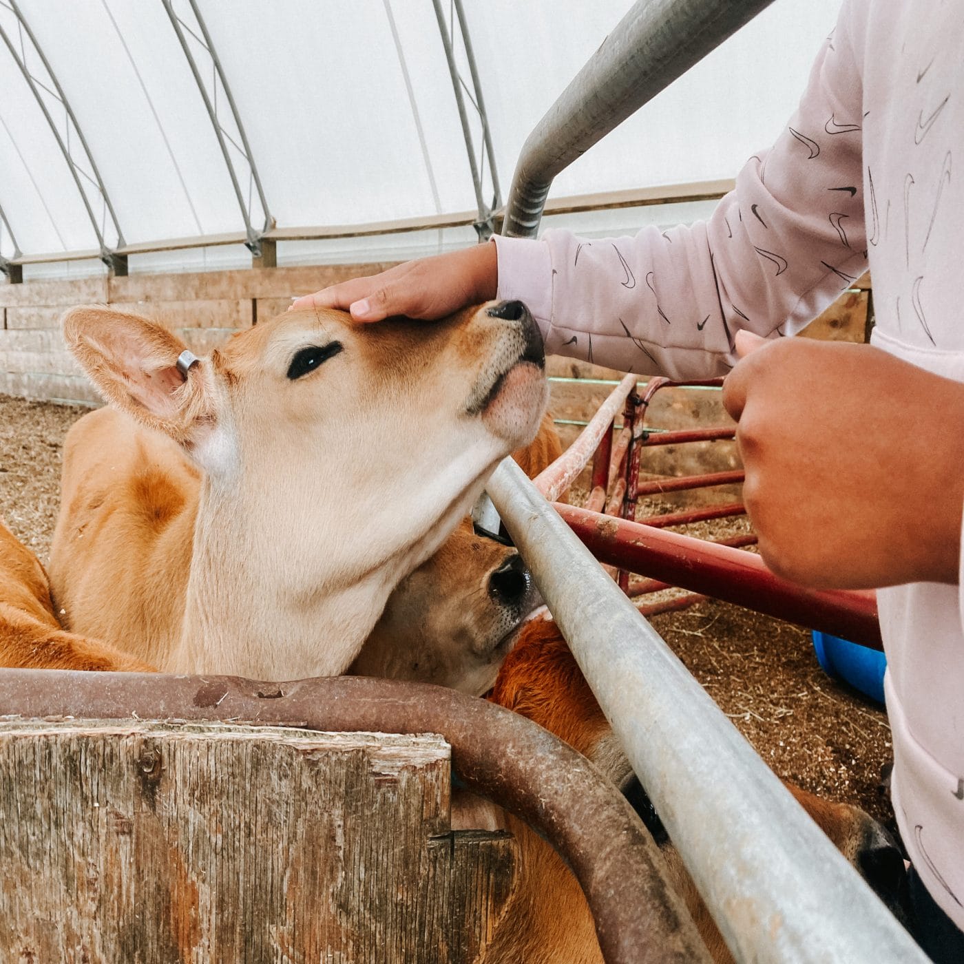 A Day in the life of an Organic Valley Farmer