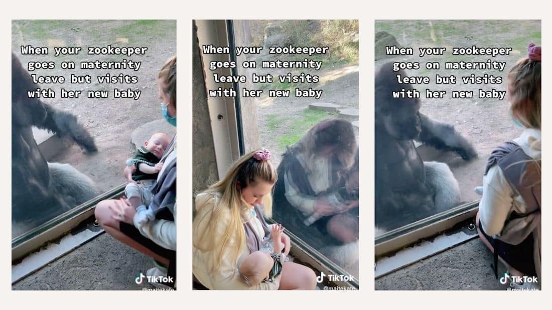 This viral TikTok of a gorilla meeting his keeper’s baby for the first time is the antidote to your doomscrolling mom introducing baby to gorilla