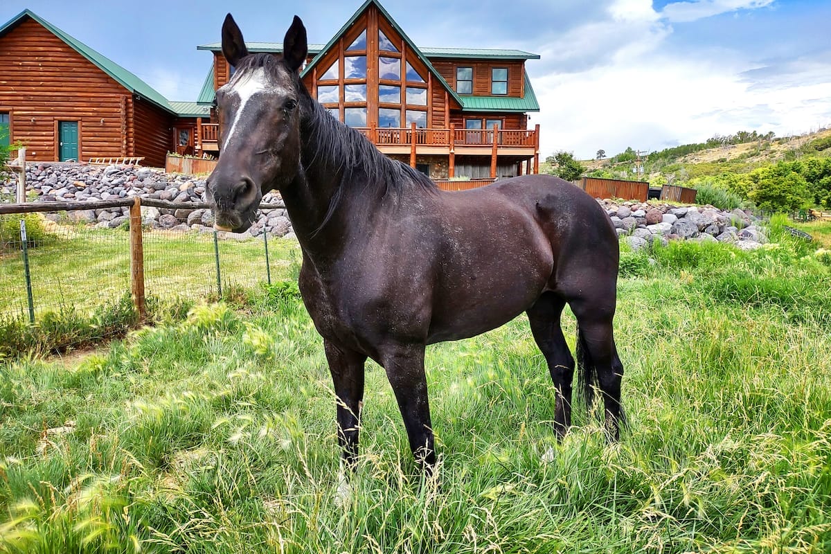 Horse standing in front of Black Buzzard Ranch, farm stays in Virginia