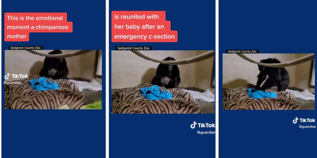 Viral TikTok shows the emotional moment a mama chimpanzee meets her baby for the first time A chimpanzee zoo embracing its baby after labor
