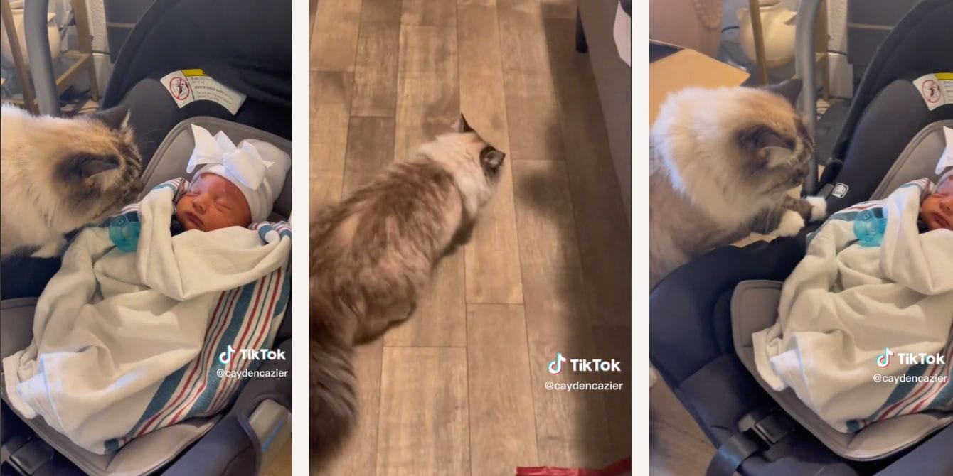 Jealous cat throws up immediately after meeting her baby sister in viral TikTok cat meets baby sister-fefe the cat