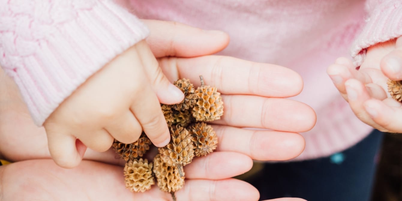 Child and adult hands holding small pinecones for sensory bin