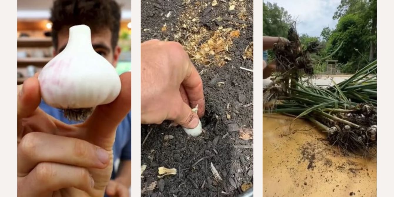 Home cook reveals why he’ll never buy garlic at the grocery store again hand showing how to plant garlic