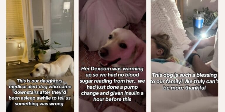 It’s amazing to watch this service dog helping his little human with juvenile diabetes Girl's service dog helps with her diabetes