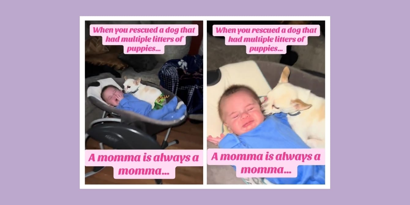 Viral TikTok - Senior dog comforts baby in moment of care