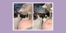 Why pets are drawn to pregnant bellies—and what it means for baby