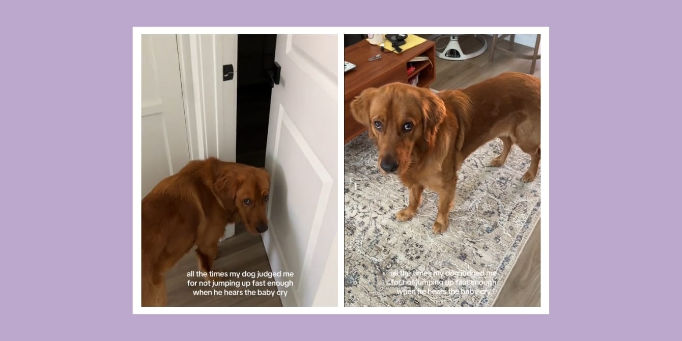 Golden Retriever gives mom side-eye for being “too slow” to the crying baby