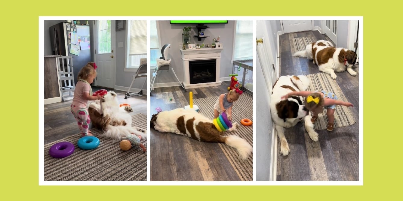 Mom checks on her toddler and Saint Bernard—and can’t believe what she finds