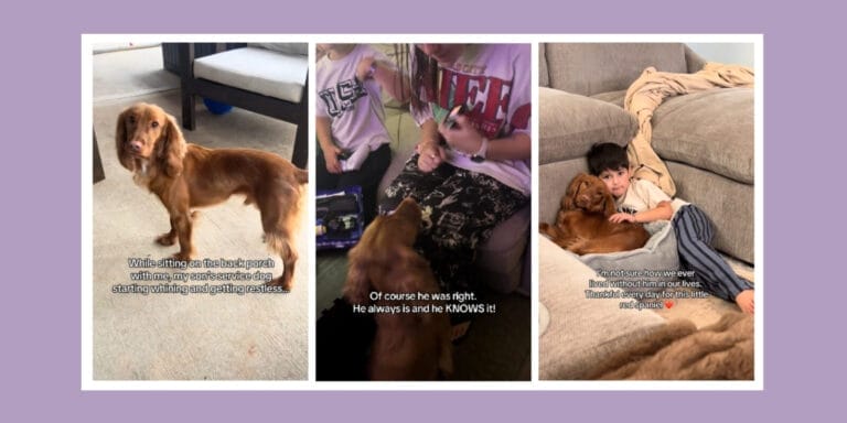 Paws at the door—and a mom realizes what her child’s service dog already knew dog alerts mom about son's low blood sugar