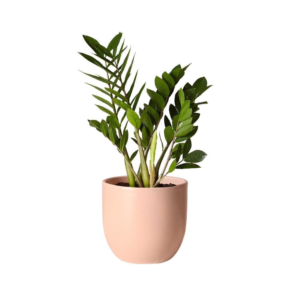 The Sill potted zz plant