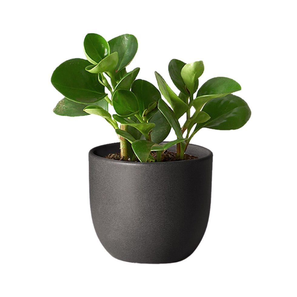 The Sill baby rubber plant